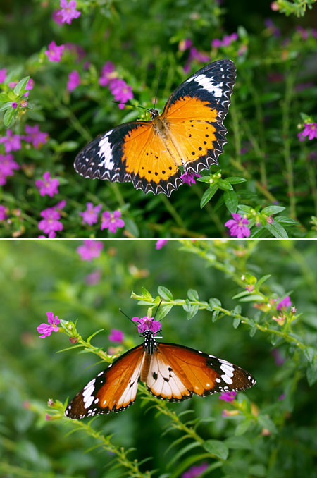 ハレギチョウとカバマダラの擬態