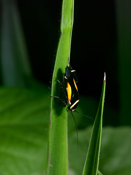 美しいゴキブリ