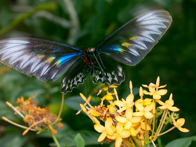 アカエリトリバネアゲハのメス