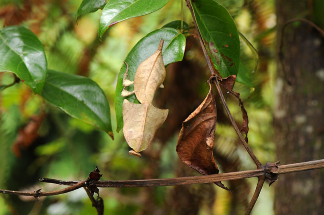 マルムネカレハカマキリ