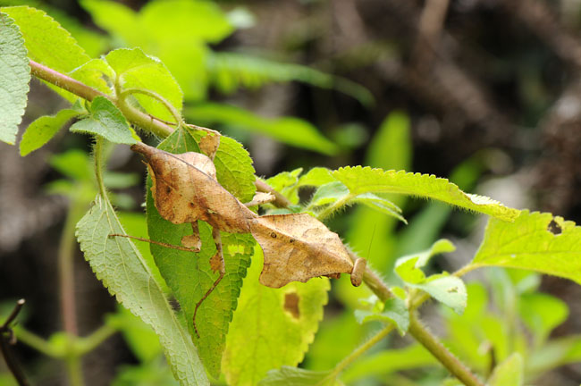 ヒシムネカレハカマキリ