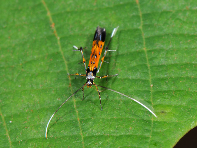 ヒゲナガガの一種