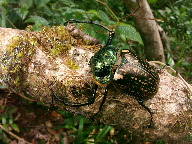 マレーテナガコガネ