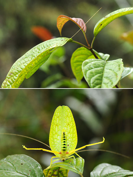 ヒラタツユムシ