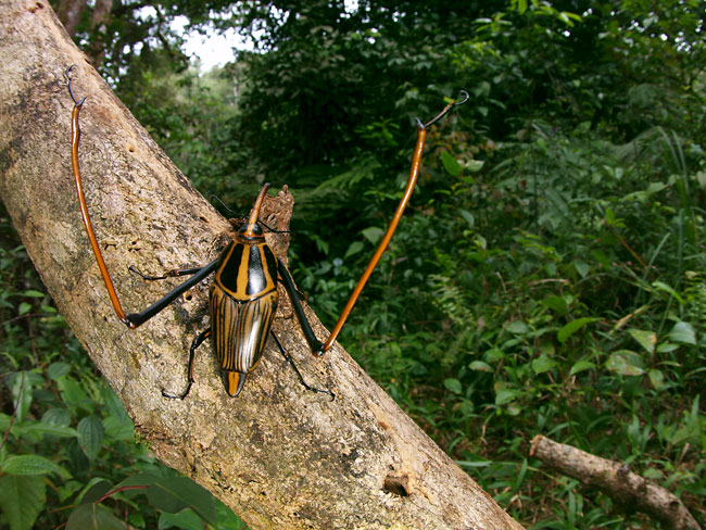 テナガオサゾウムシ
