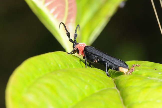 ホタルに似た甲虫