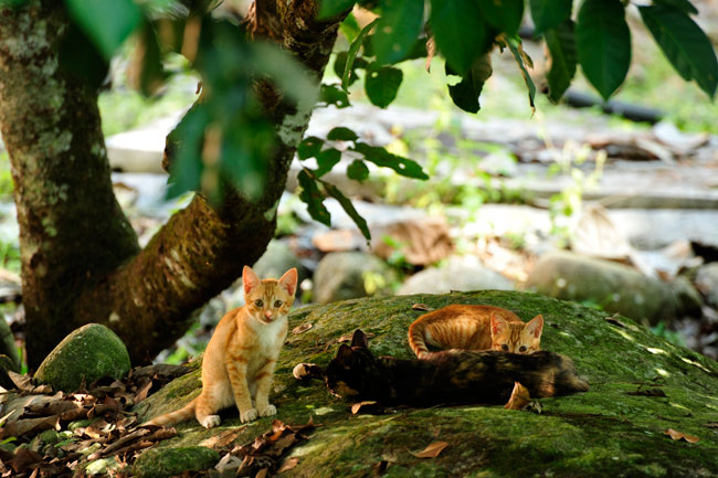 マレーシアの子猫