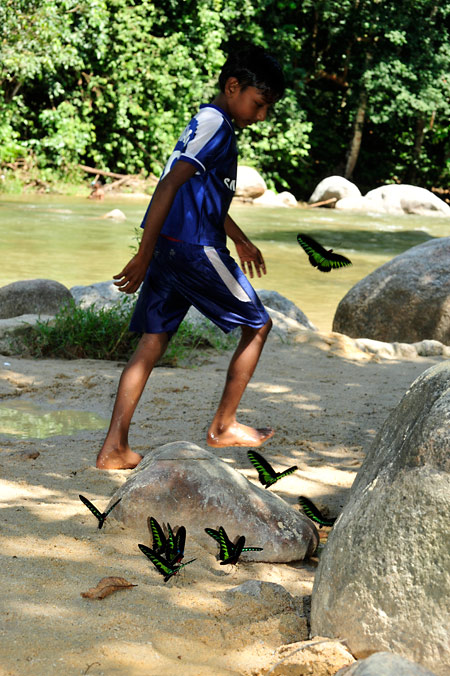 水浴場のアカエリトリバネアゲハ