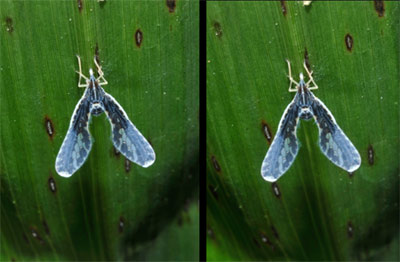 ハネナガウンカ（立体写真）