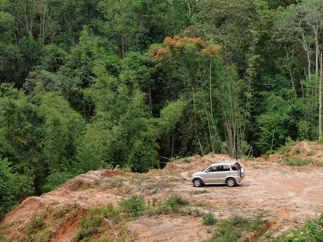 テメンゴールのジャングル