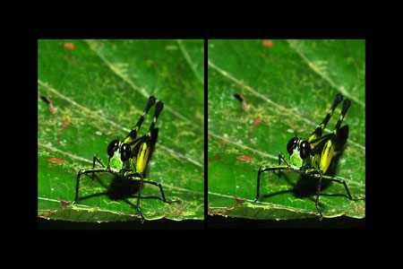 トガリメバッタ（立体写真）