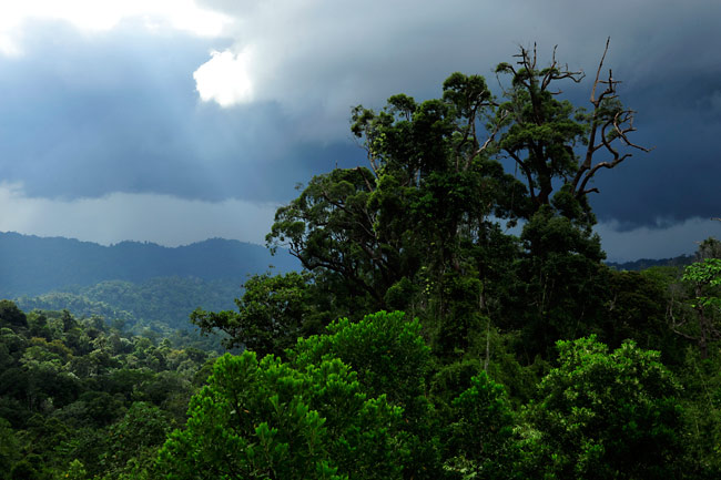 夕方のジャングル