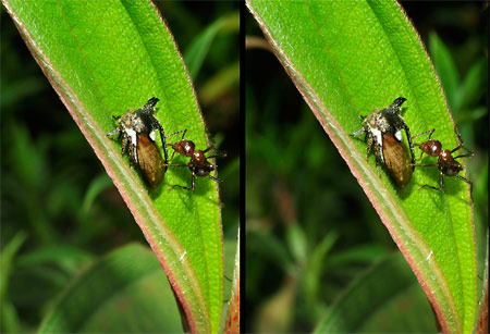 ツノゼミとアリ（立体写真）