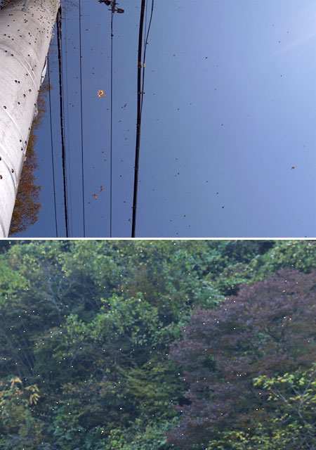 テントウムシの大移動