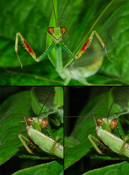 マレーシアのカマキリ（立体写真）