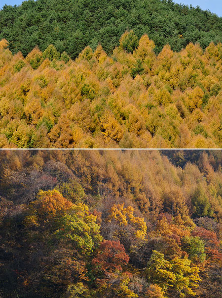 カラマツの黄葉