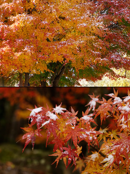 モミジの紅葉に小雪 