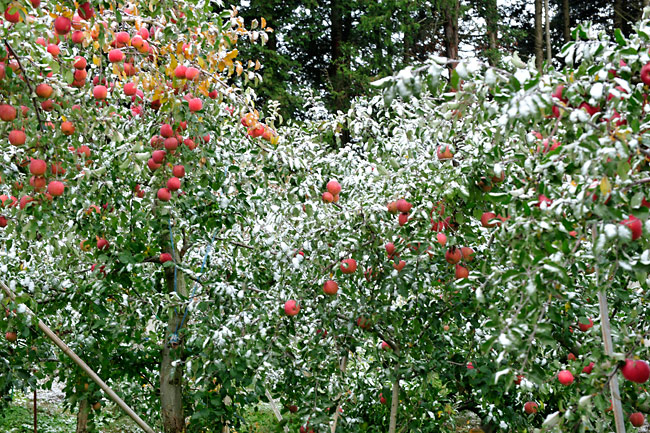 リンゴと雪