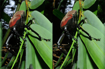 タイショウオサゾウムシ（立体写真）