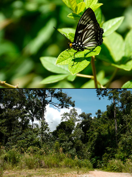 エグリゴマダラ