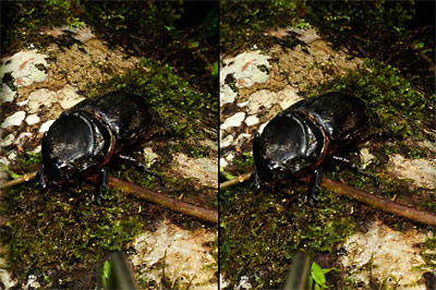 オオサイカブト（立体写真）