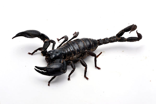 2尾のサソリ