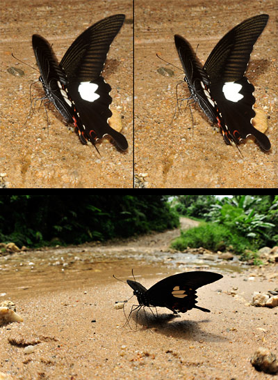 モンキアゲハ（立体写真）