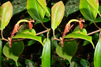 カレエダカマキリの仲間（立体写真）