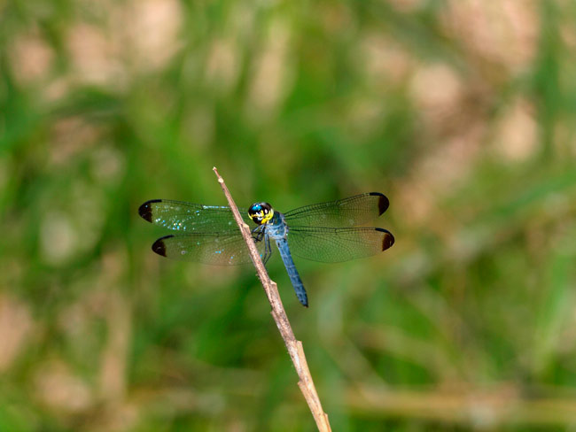 ジャングルにいたトンボ
