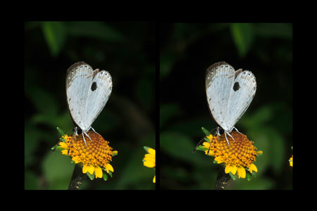 リュウキュウウラボシシジミ（立体写真）