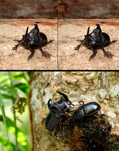 シムソンメンガタカブト（立体写真）