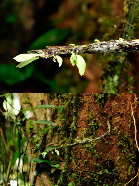 オオカレエダカマキリ