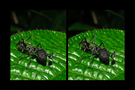 アリ（立体写真）