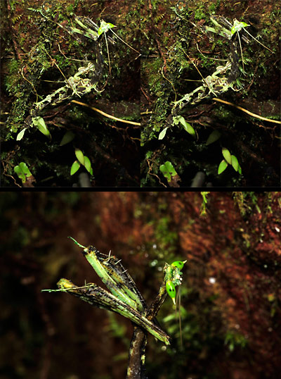 オオカレエダカマキリの顔(立体写真）