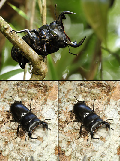 アンタエウスオオクワガタ(立体写真）