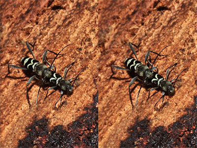 伐採木にいたトラカミキリの仲間（立体写真）