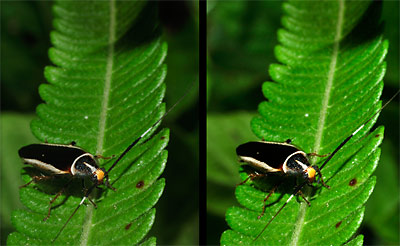 森のゴキブリ(立体写真）