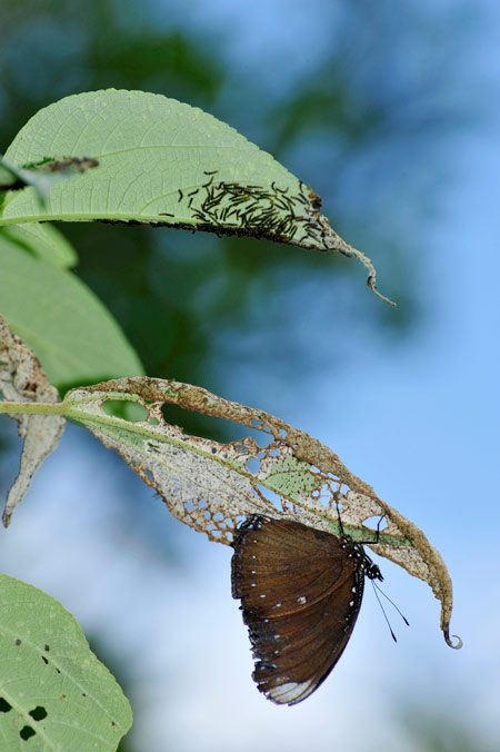 子供を守るヤエヤマムラサキ