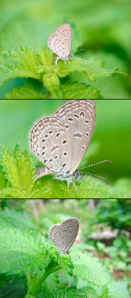 ホリイコシジミ（GXRのレンズ比べ）