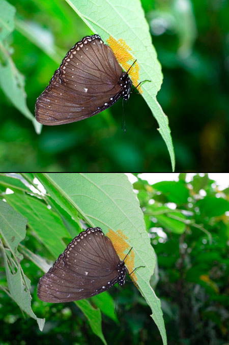 ヤエヤマムラサキの抱卵（GXR）