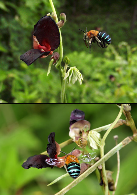 アオスジコシブトハナバチ（EX-FC150）