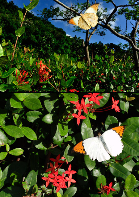 ツマベニチョウ