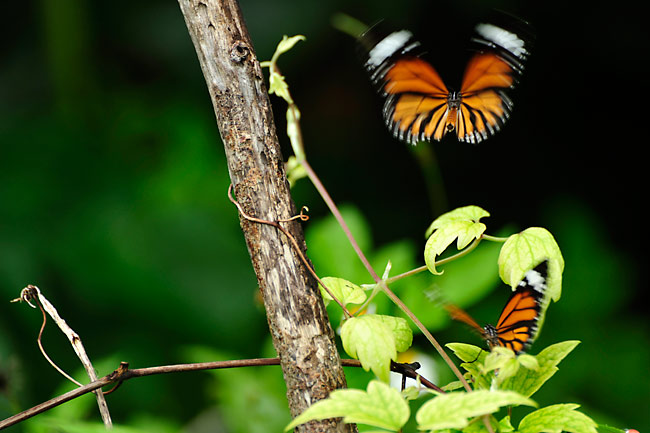 スジグロカバマダラ求愛