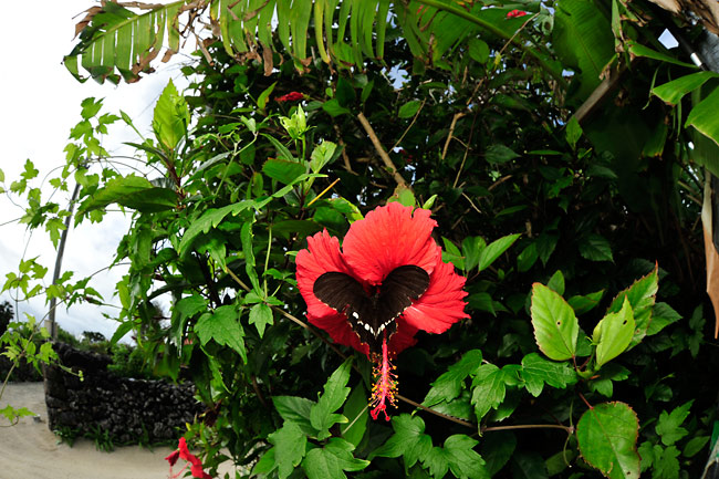 日高敏隆先生逝く 