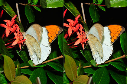 ツマベニチョウ(立体写真）