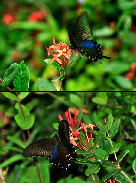ヤエヤマカラスアゲハ