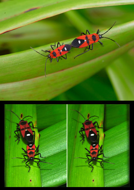 ズグロナガカメムシ(立体写真）