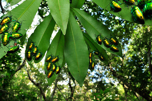 ナナホシキンカメムシの集団