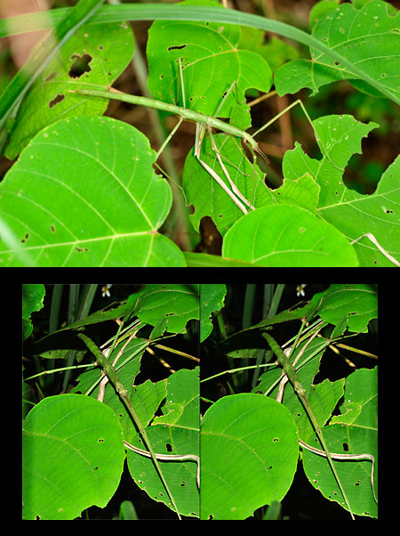 アマミナナフシ(立体写真）