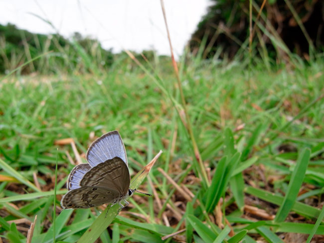 Ricoh GXR S10(24-72)